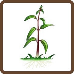 Eucalyptus grandis plant